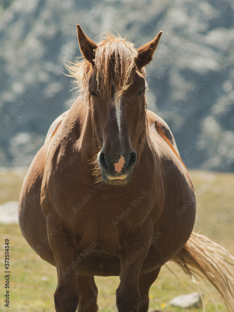 Obraz premium Pregnant horse grazing in the mountain