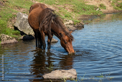 Beautiful Dartmoor ponies with foals, take a refreshing dip and drink on a hot Summer day on Dartmoor photo