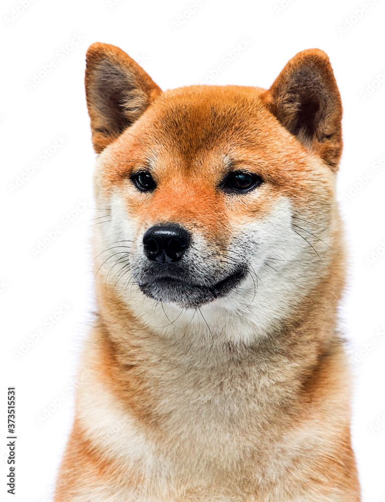muzzle shiba inu dog sitting on a white background
