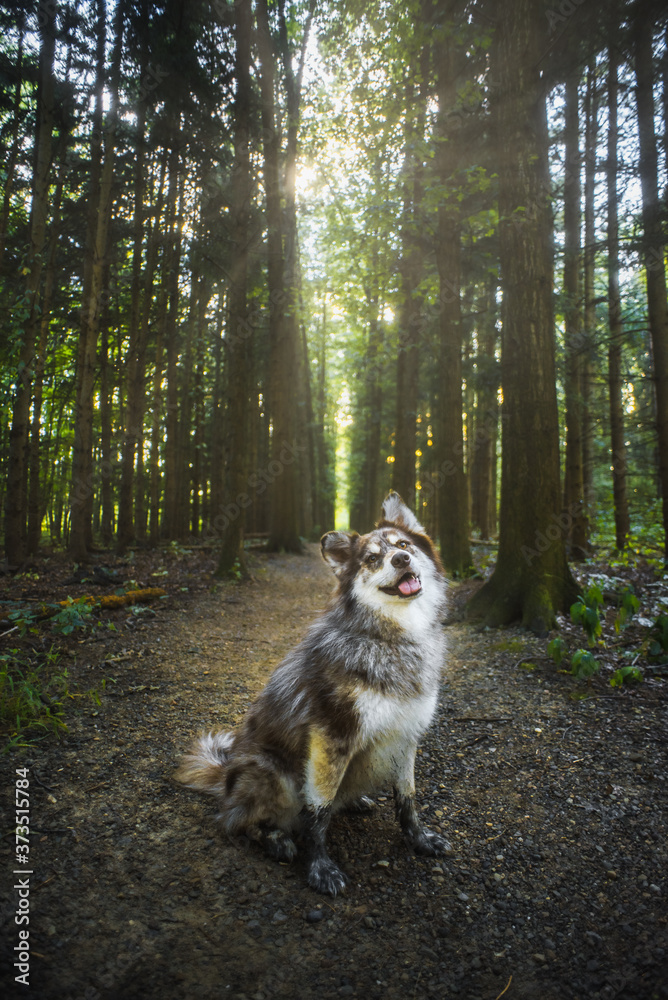 Husky dog on a trail in the woods