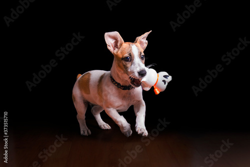 Adorable portrait of amazing healthy and happy white and brown puppy on the black background. Photo
