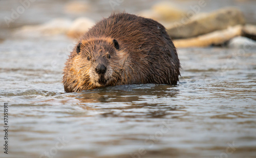 Beaver in the Canadian rivers