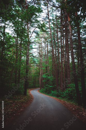 Dark forest trails in summer