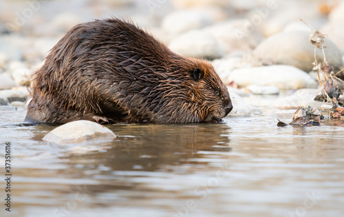 Beaver in the Canadian rivers © Jillian