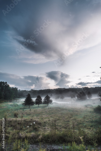 Foggy sunset in the forest