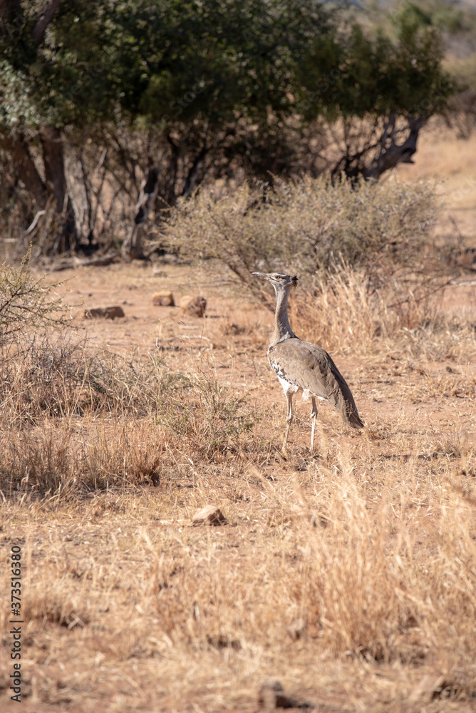 A Kori bustard walking though winter grass. A Kori bustard walking though winter grass.