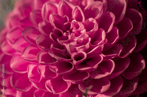 Close-up of a pink dahlia flower in a garden