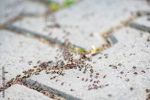 Close-up of a group of ants on the pavement. Shallow depth of field. photo