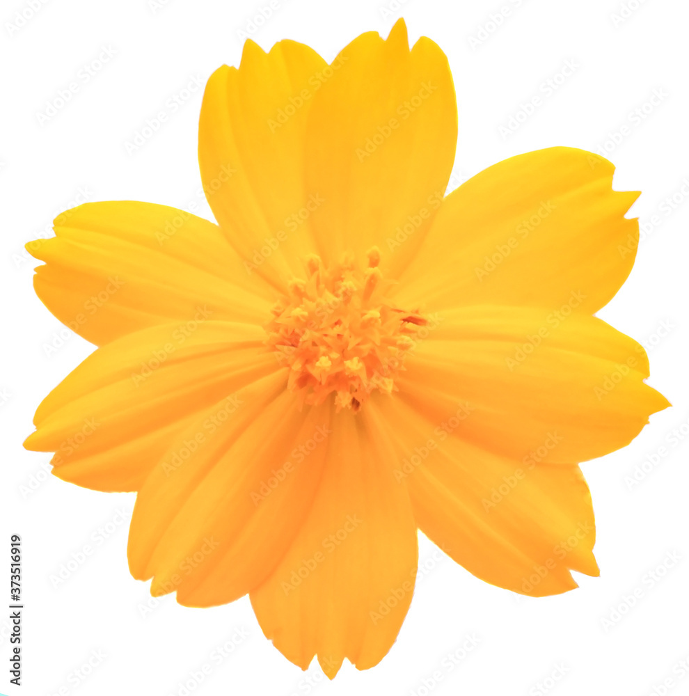 Obraz premium cosmos flower isolated on white background