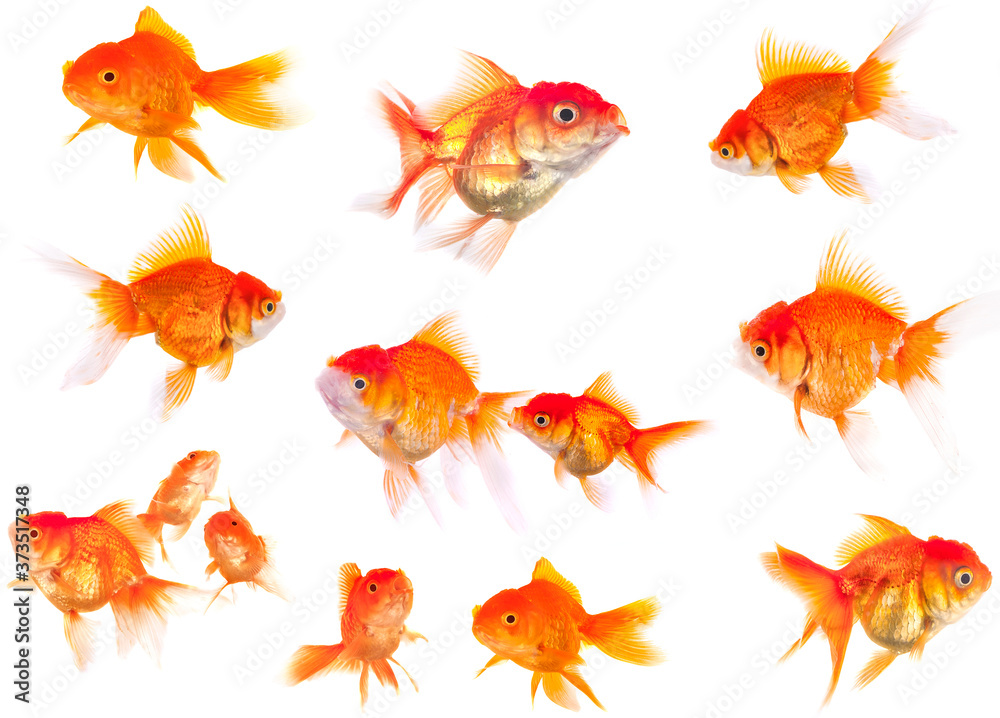 goldfish animal isolated on white background