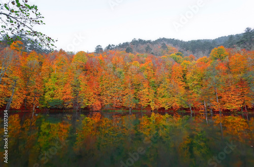 It's autumn time. Colorful leaves on tree branches. Yedigoller, Bolu, Istanbul, Turkey.
