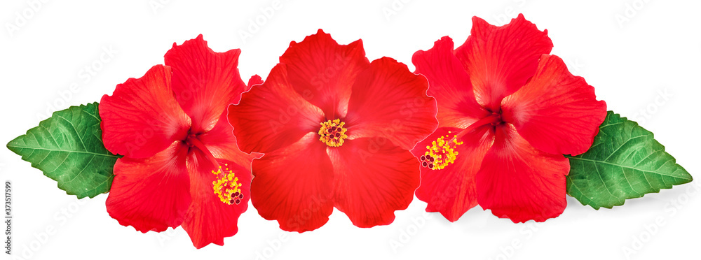 hibiscus flower isolated on white background hibiscus flower isolated on white background