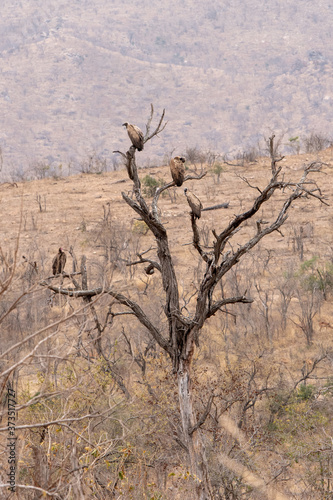 Vultures perched in a tree near a lion kill.
