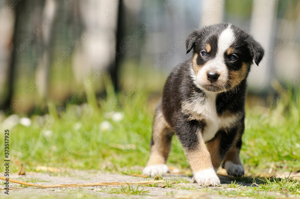 cute smal dog pup standing in the garden cute smal dog pup standing in the garden