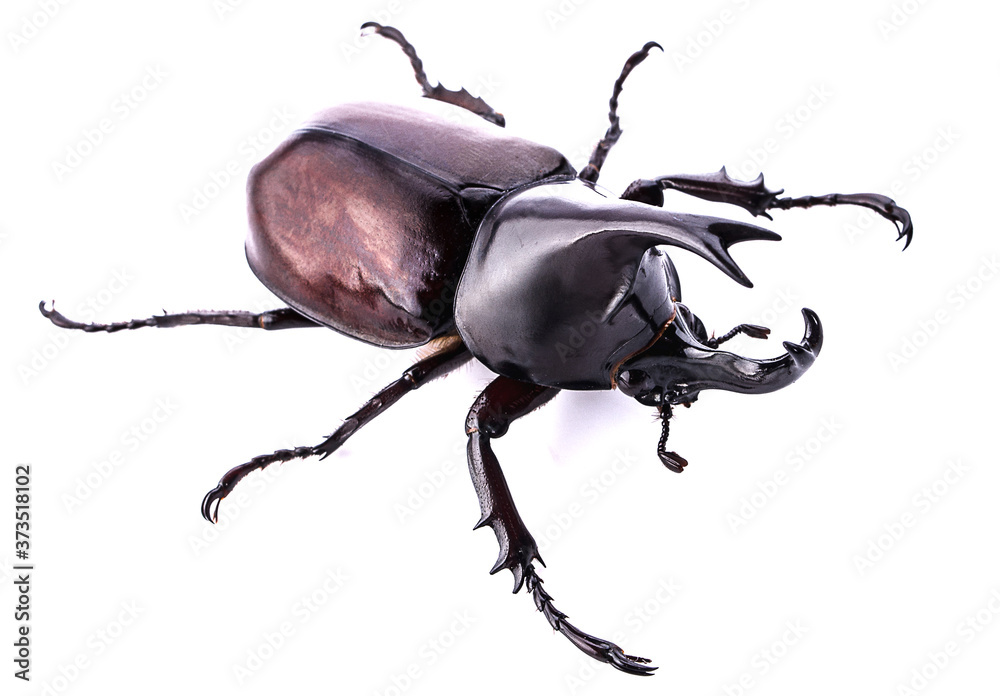 Dynastinae on white background Dynastinae on white background