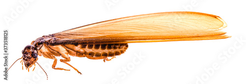 flying termite on white background