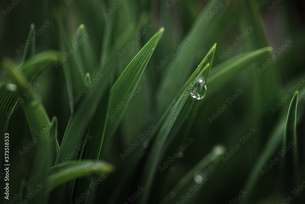 Close up of water drop on green leaves after a rain. Close up of water drop on green leaves after a rain.