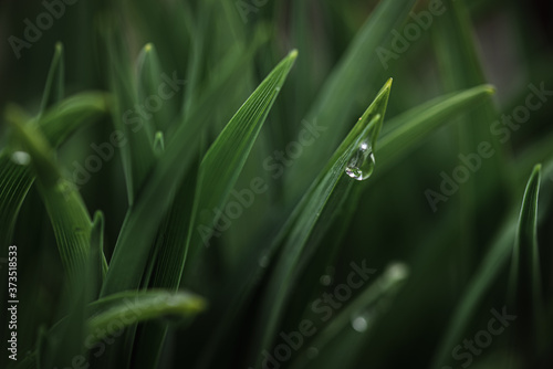 Close up of water drop on green leaves after a rain. photo