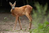Young roe deer female