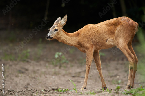 Fototapeta Naklejka Na Ścianę i Meble -  Young roe deer female