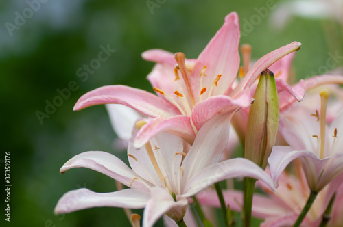 Pale pink lily, lily green scene background © Shanserika