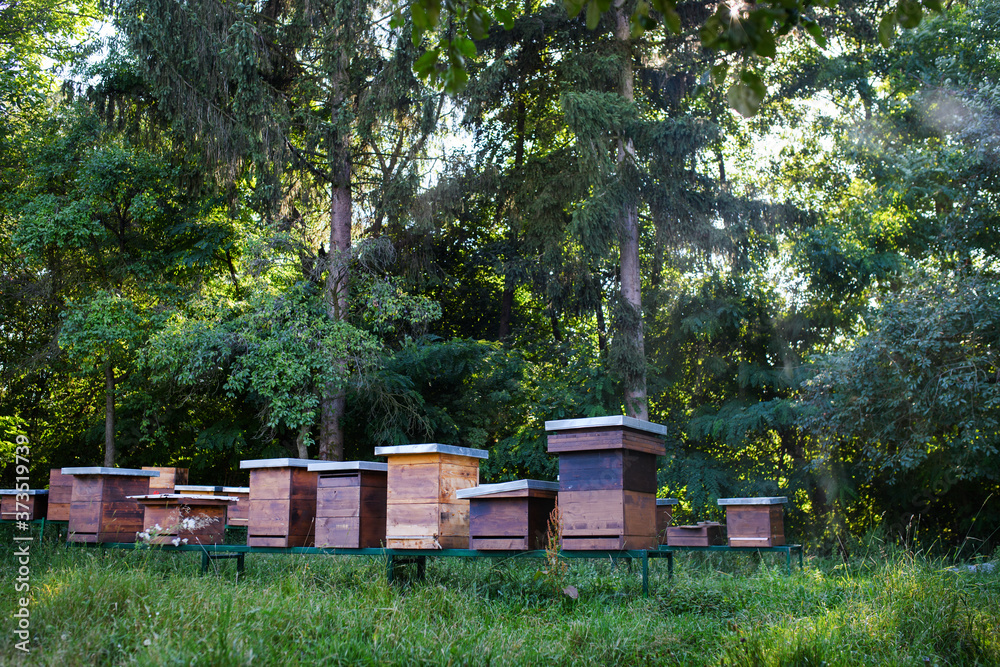 Wooden beehives under trees in the apiary. Wooden beehives under trees in the apiary.