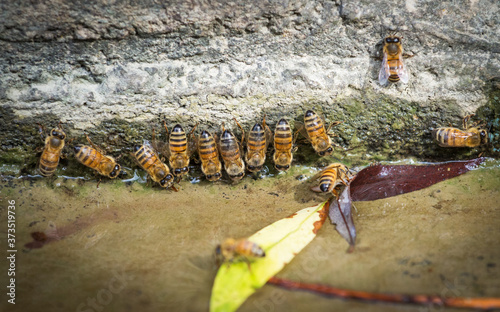 Bees at a drinking spot photo
