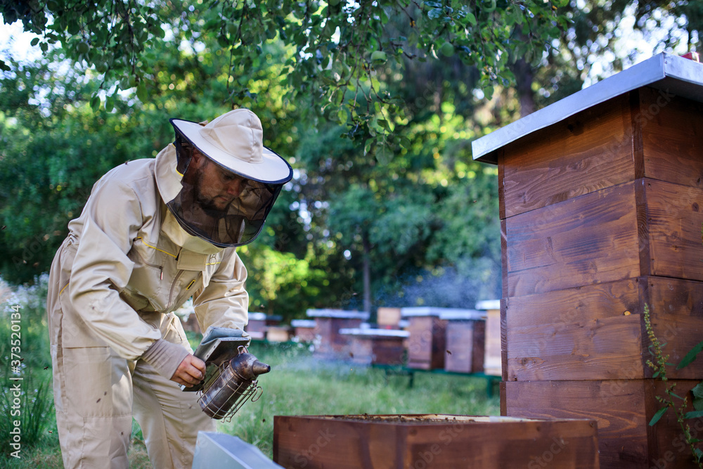 Portrait of man beekeeper working in apiary, using bee smoker. Portrait of man beekeeper working in apiary, using bee smoker.