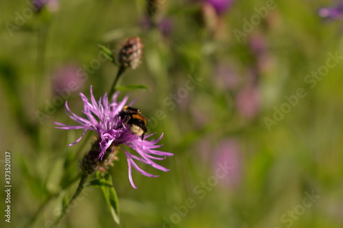 Bumblebee collecting pollen. bombus sitting on the purple flower © badescu