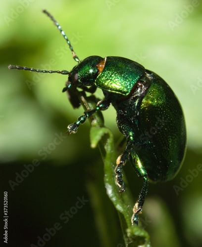 green Colorado mint beetle