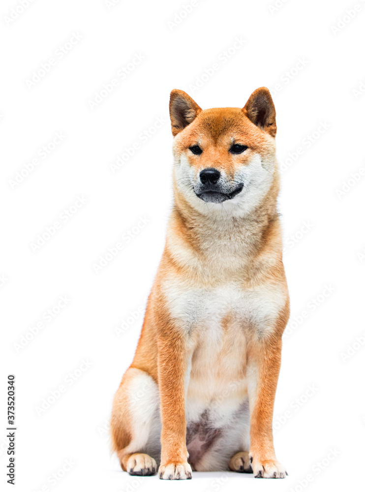 shiba inu dog sitting on a white background