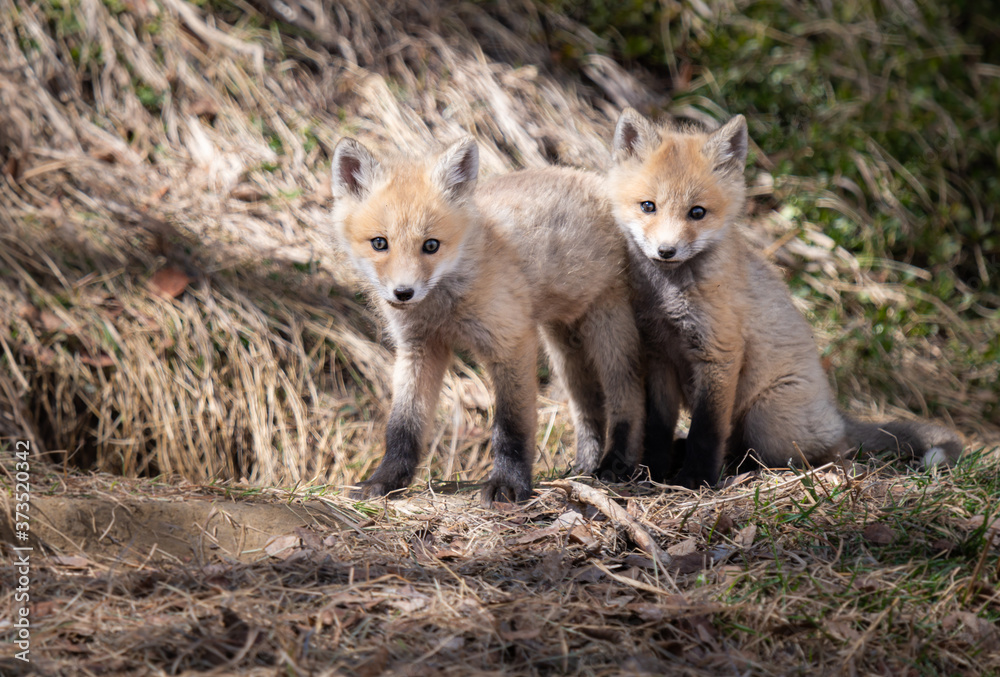 Red fox kit in the wild