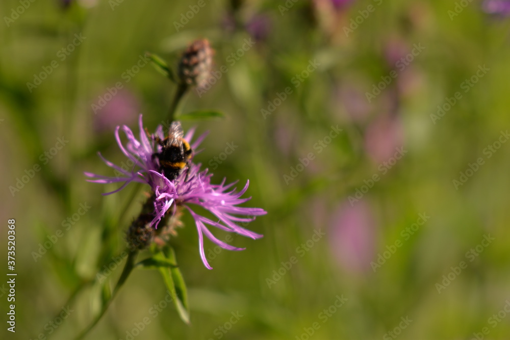 Bumblebee collecting pollen. bombus sitting on the purple flower