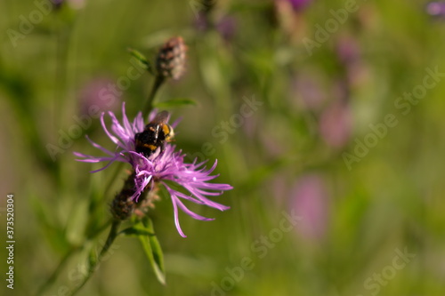 Bumblebee collecting pollen. bombus sitting on the purple flower