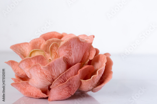 Pink Oyster Mushroom cluster in a white bowlPink Oyster Mushroom cluster on white photo