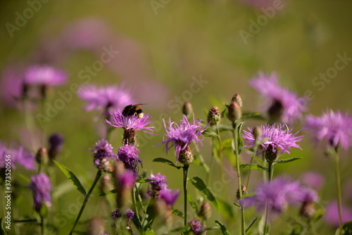 Fototapeta Naklejka Na Ścianę i Meble -  Bumblebee collecting pollen. bombus sitting on the purple flower