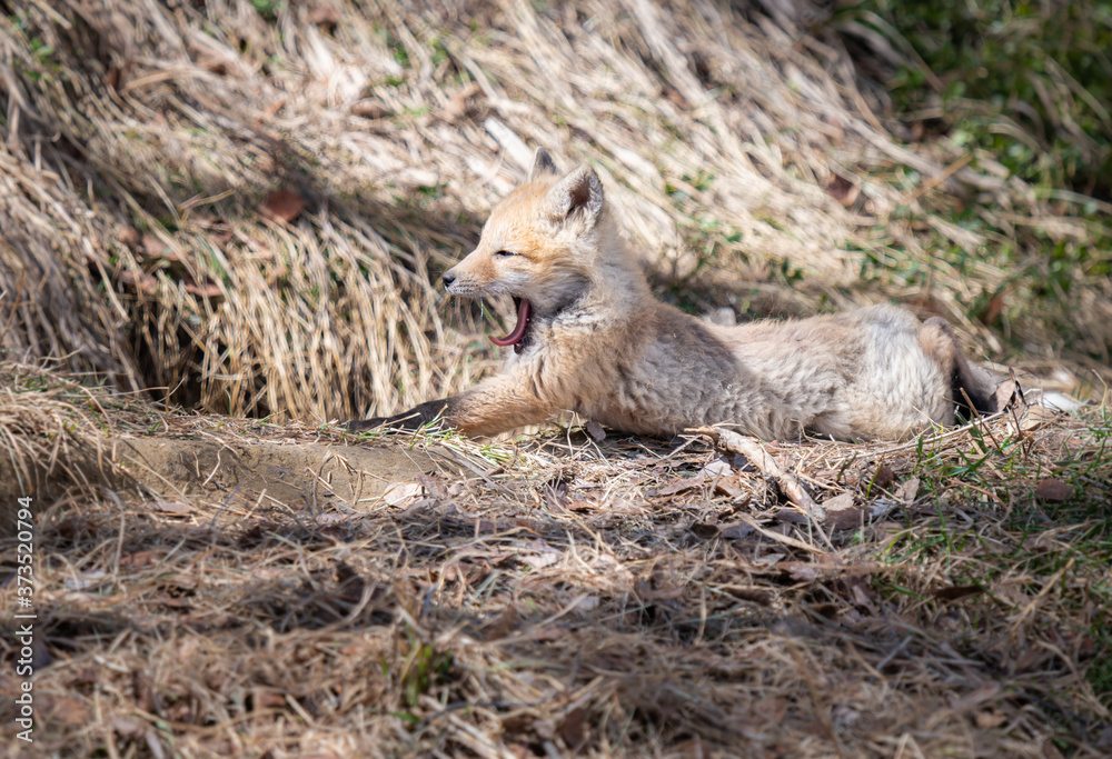 Red fox kit in the wild