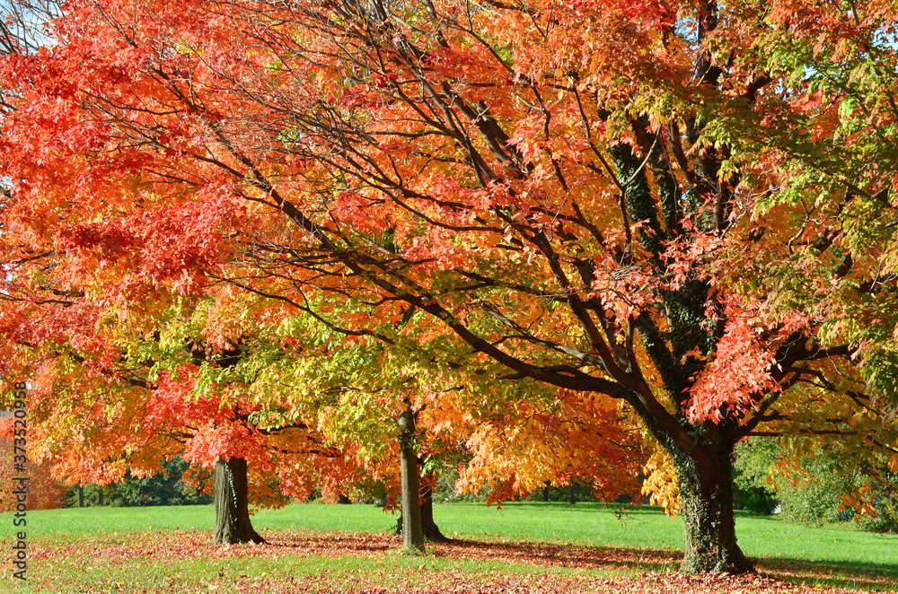 Maple trees in autumn colors