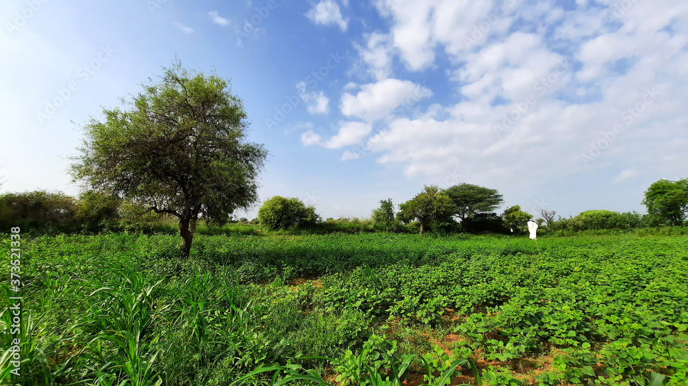 Farm with green crop and tree and blue cloudy sky in India Farm with green crop and tree and blue cloudy sky in India