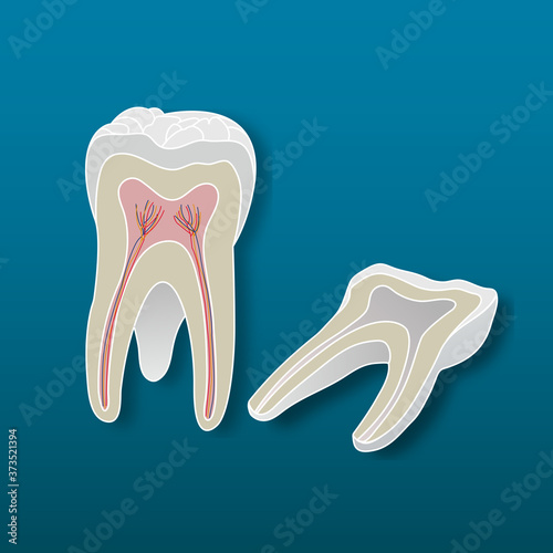 Teeth