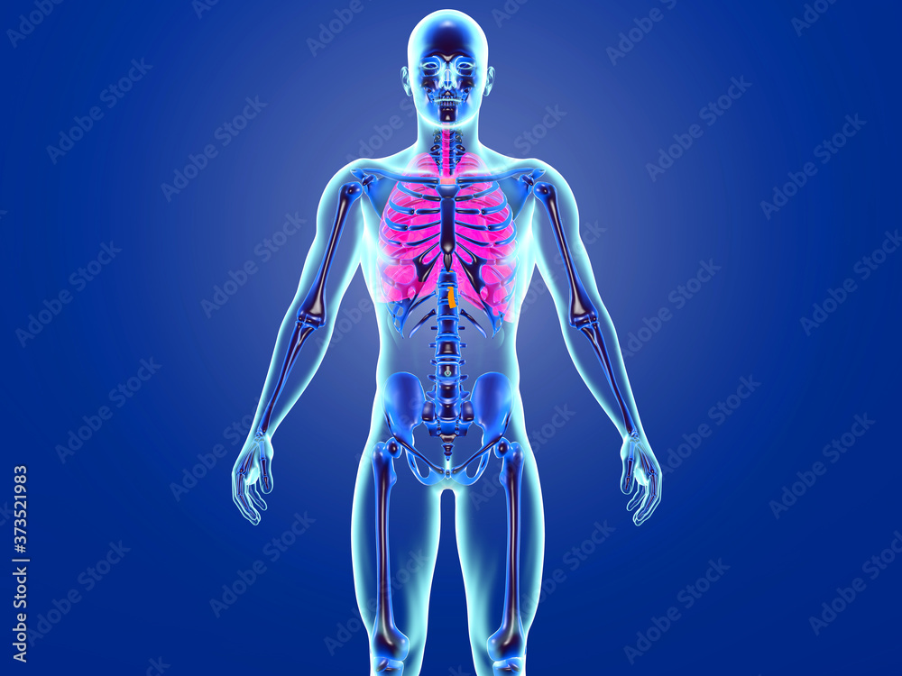 Human anatomy visualisation of the Lungs
