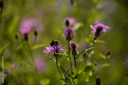 Bumblebee collecting pollen. bombus sitting on the purple flower