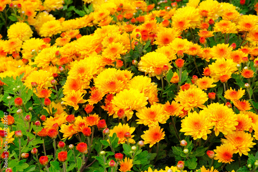 Chrysanthemums in botanical park, greenery in city. Orange flowers chrysanthemums in autumn. Blooming nature background.