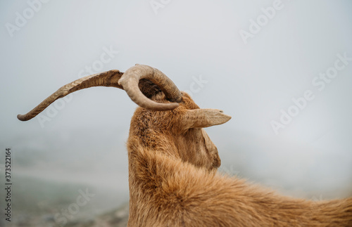 Mountain goat from Asturias Spain. photo