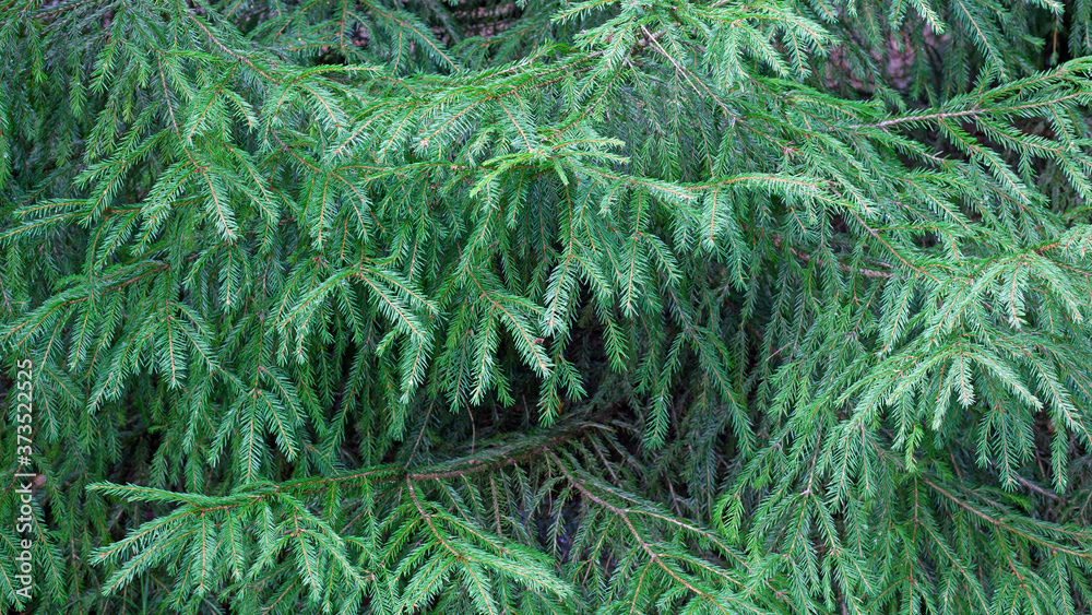 Green background from fir tree branches Green background from fir tree branches