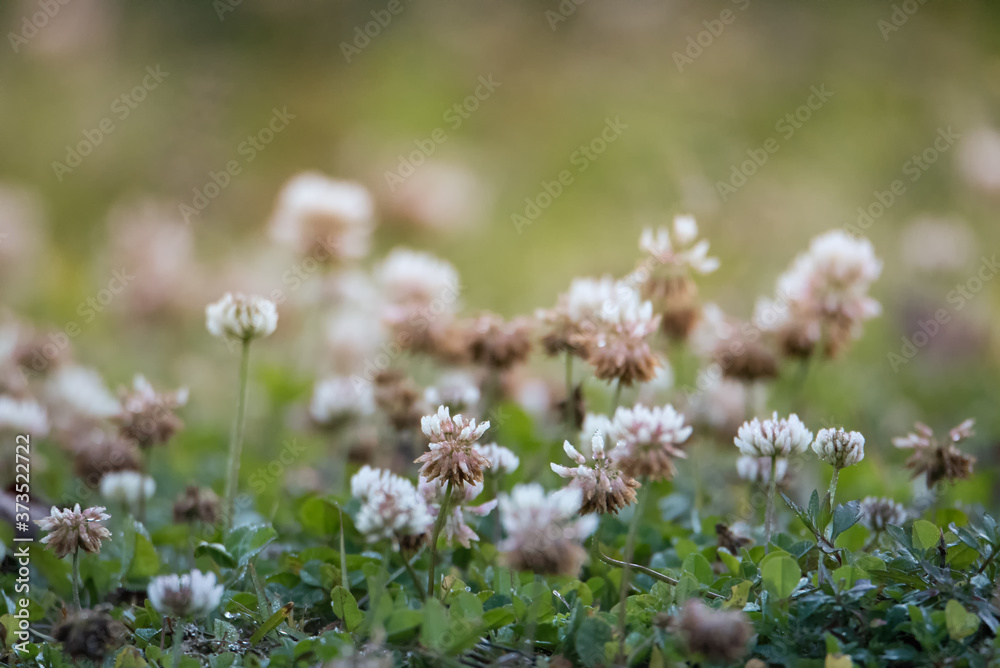 Beautiful flowers in grassland in Asia. Beautiful flowers in grassland in Asia.