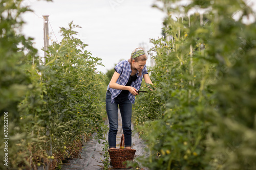 young woman working as vegetable grower or farmer in the field photo