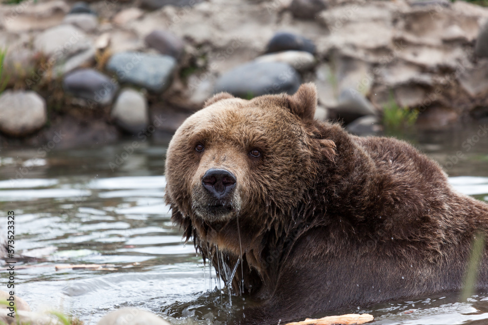 Male Grizzly Swimming in a Pond Male Grizzly Swimming in a Pond