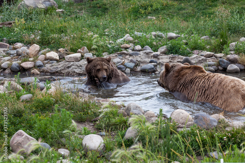 Two Grizzly Bears in a Pond photo