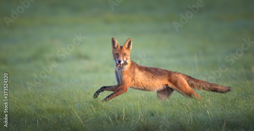 Red fox Vulpes he caught a mouse in the meadow and looked around with the catch